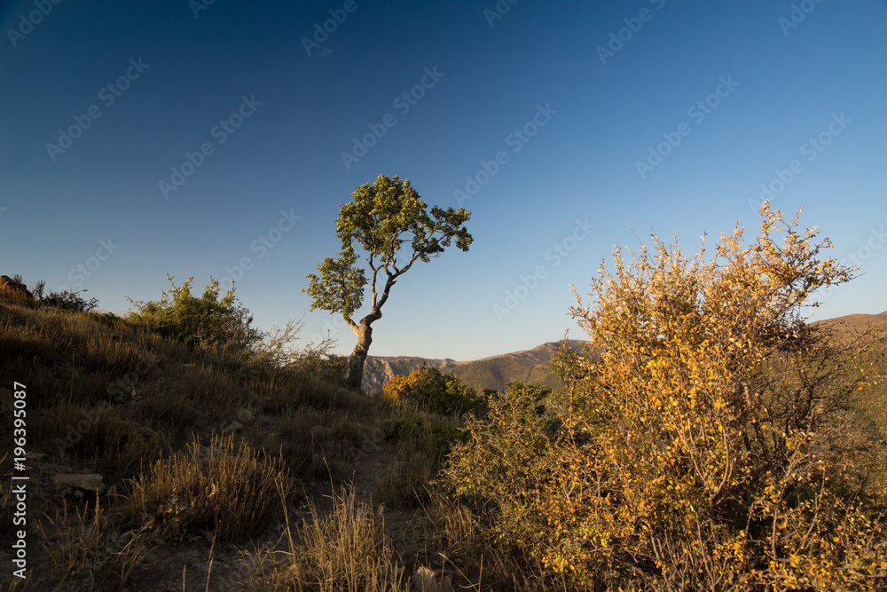 Obraz premium Autumn in Hyrcania, Semnan, Iran