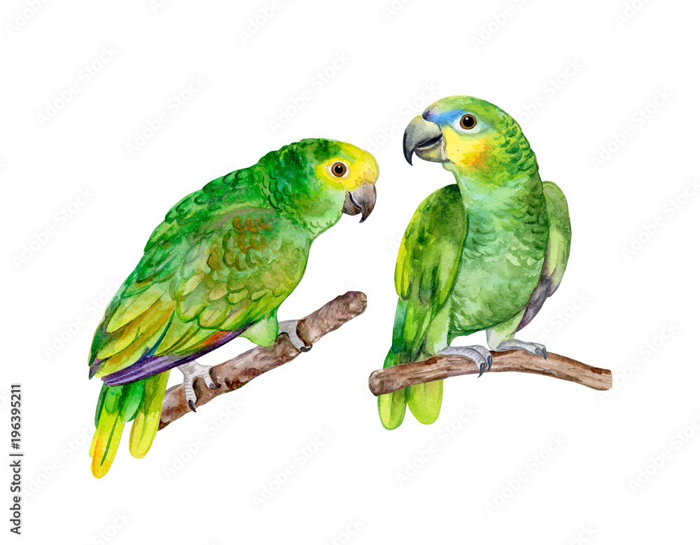Blue fronted Amazon parrot isolated on white background. Green Parrot.  Illustration. Watercolor. Template Stock Illustration | Adobe Stock