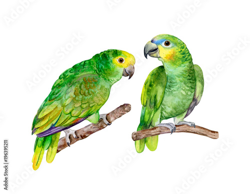 Blue fronted Amazon parrot isolated on white background. Green Parrot. Illustration. Watercolor. Template