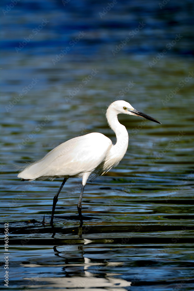 Portrait Egret is looking for food in water has reflection and water background Portrait Egret is looking for food in water has reflection and water background