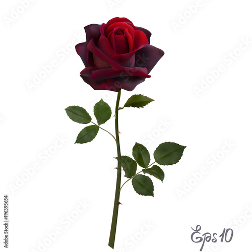 Beautiful red rose Isolated on white background.