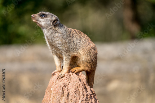 Curious meerkat © DZiegler