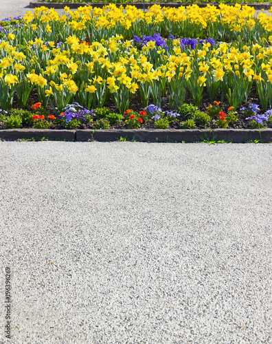 Fototapeta Naklejka Na Ścianę i Meble -  Blumenbeet mit Trompeten-Narzissen
