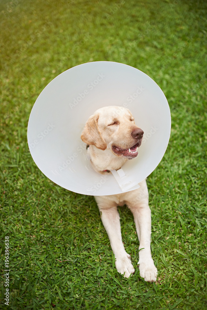 Dog with collar cone