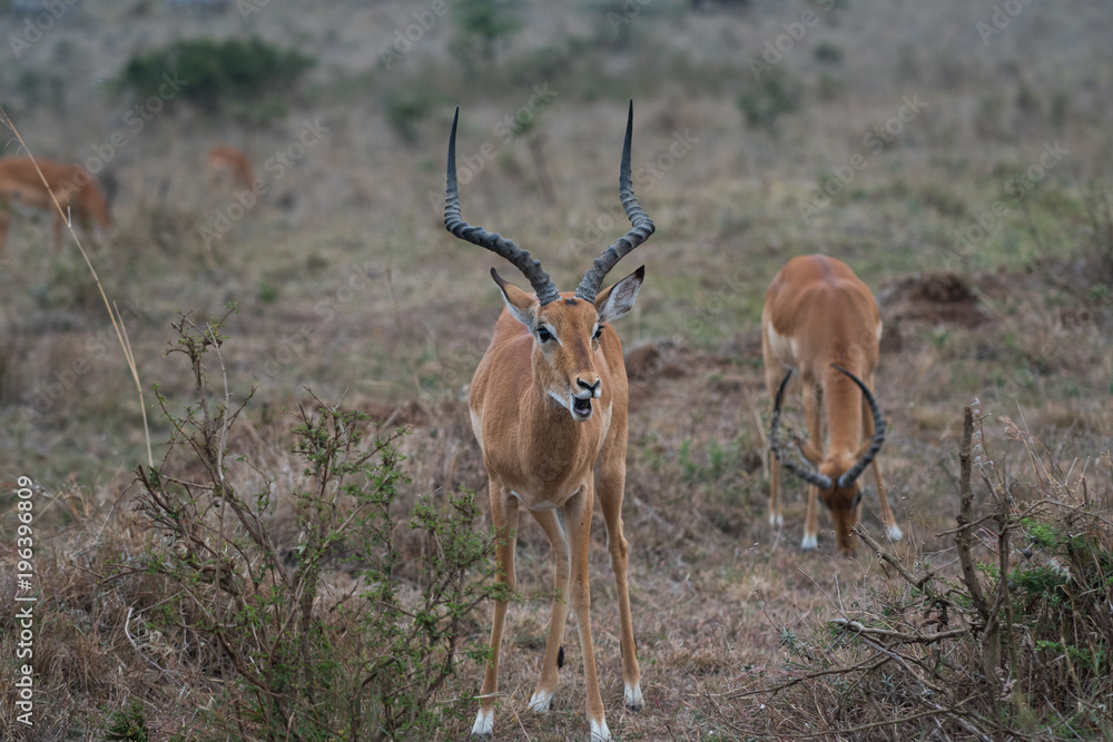 Naklejka premium Impala in Nairobi National Park