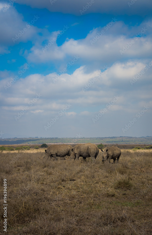 Fototapeta premium Southern White Rhino