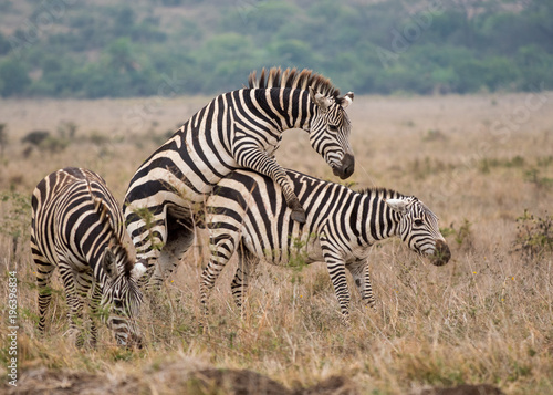 Zebras mating