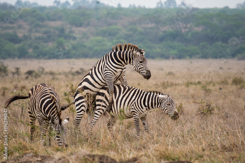 Zebras mating