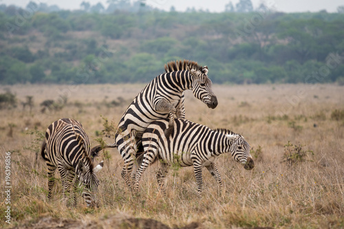 Zebras mating