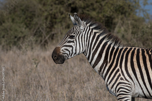 Zebra in Nairobi National Park