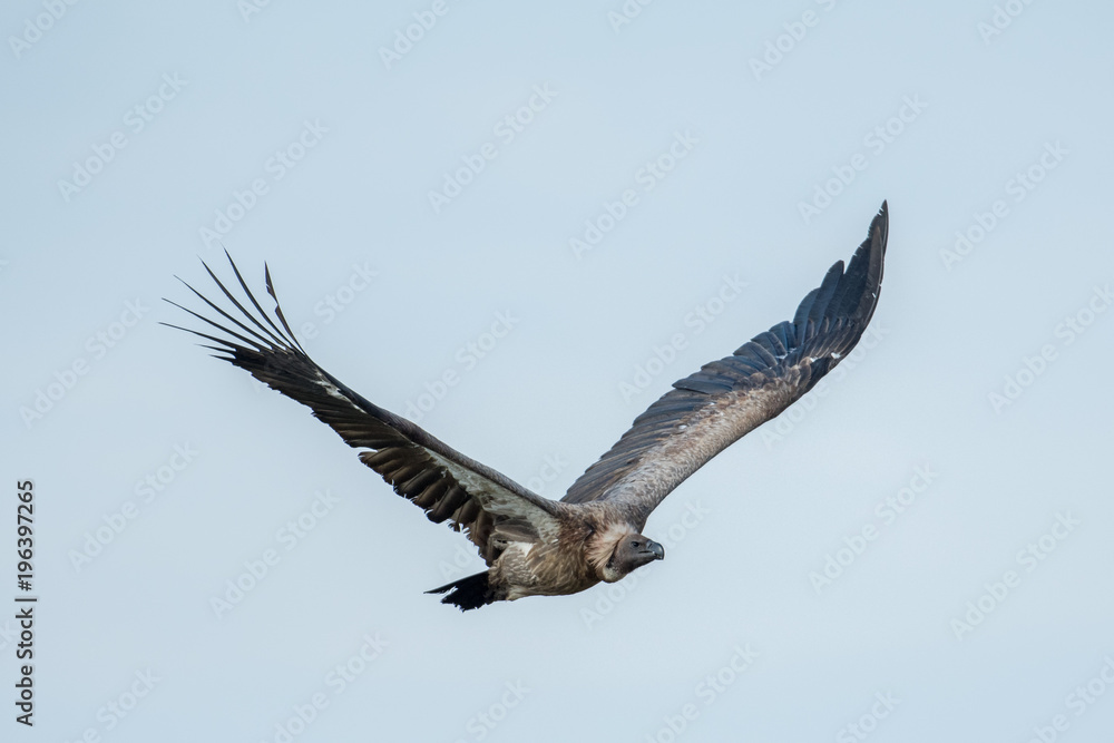 Vulture in flight