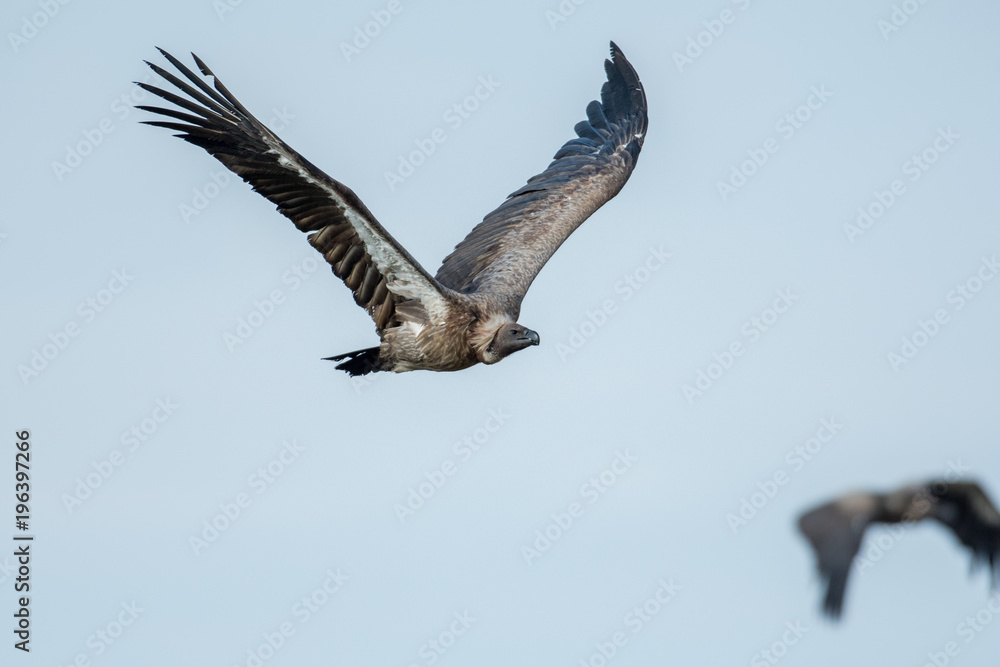 Obraz premium Vulture in flight