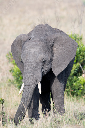 African elephant in Masai Mara