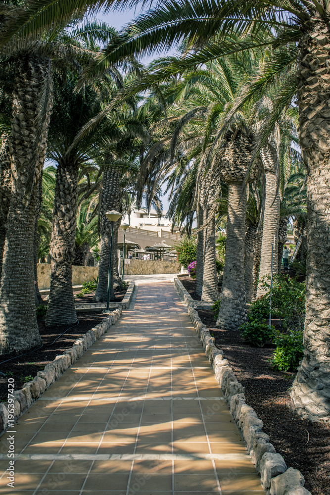 Path with palm trees