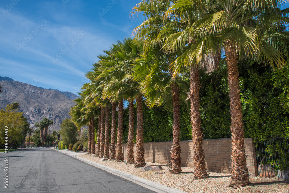 Obraz premium Neighborhood street in Palm Springs, CA lined with palm trees and the mountains in the background.