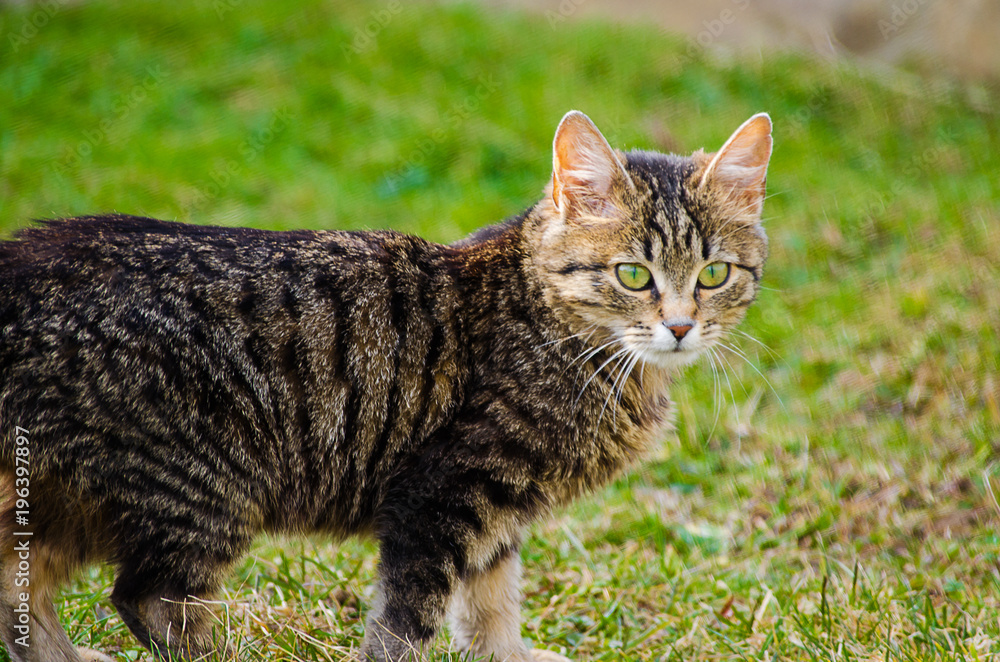 The cat walks in the fresh air