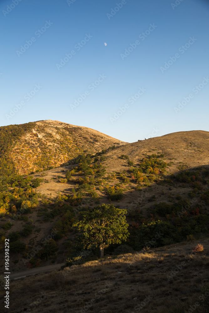 Fototapeta premium Oak Tree and the Moon, Semnan, Iran