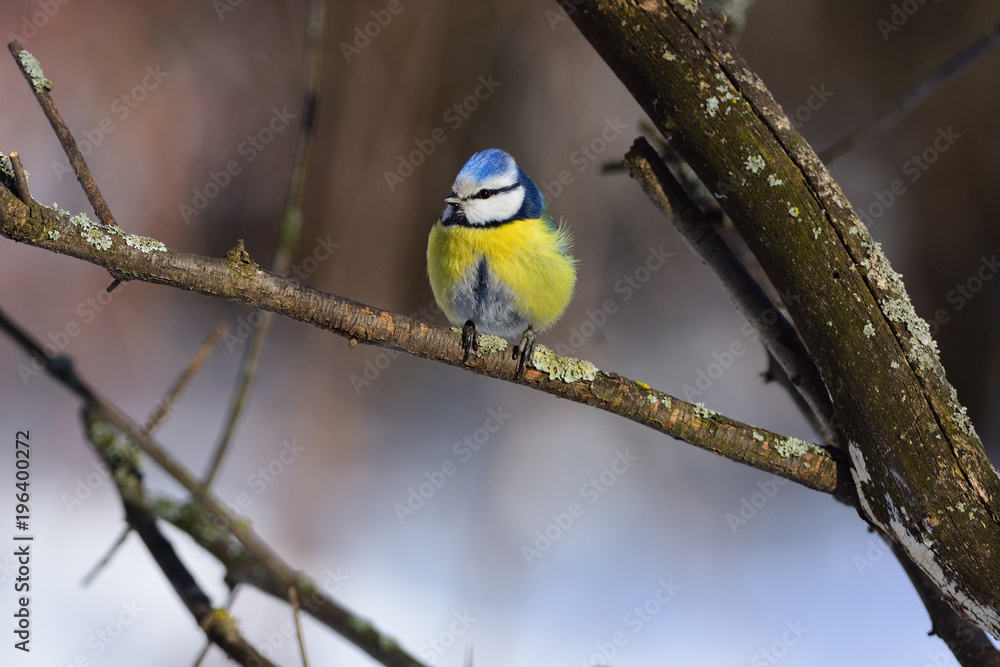 A small fluffy eurasian blue tit sits on a lichen-covered branch. A small fluffy eurasian blue tit sits on a lichen-covered branch.