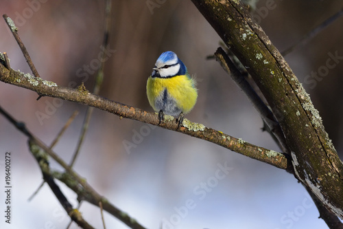 A small fluffy eurasian blue tit sits on a lichen-covered branch. © ihelg