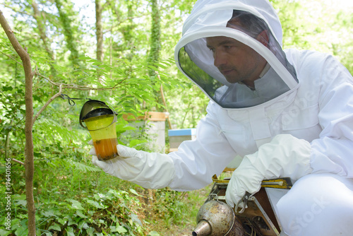 beekeeper inspecting the honey photo