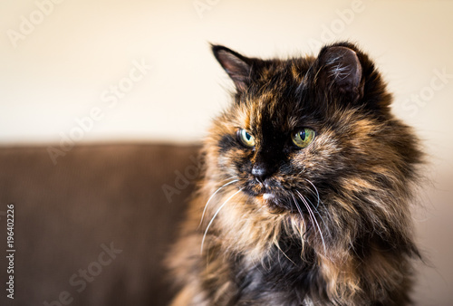 tortoiseshell cat