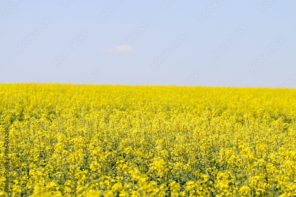 Field in the flowers on the background of the blue sky Field in the flowers on the background of the blue sky