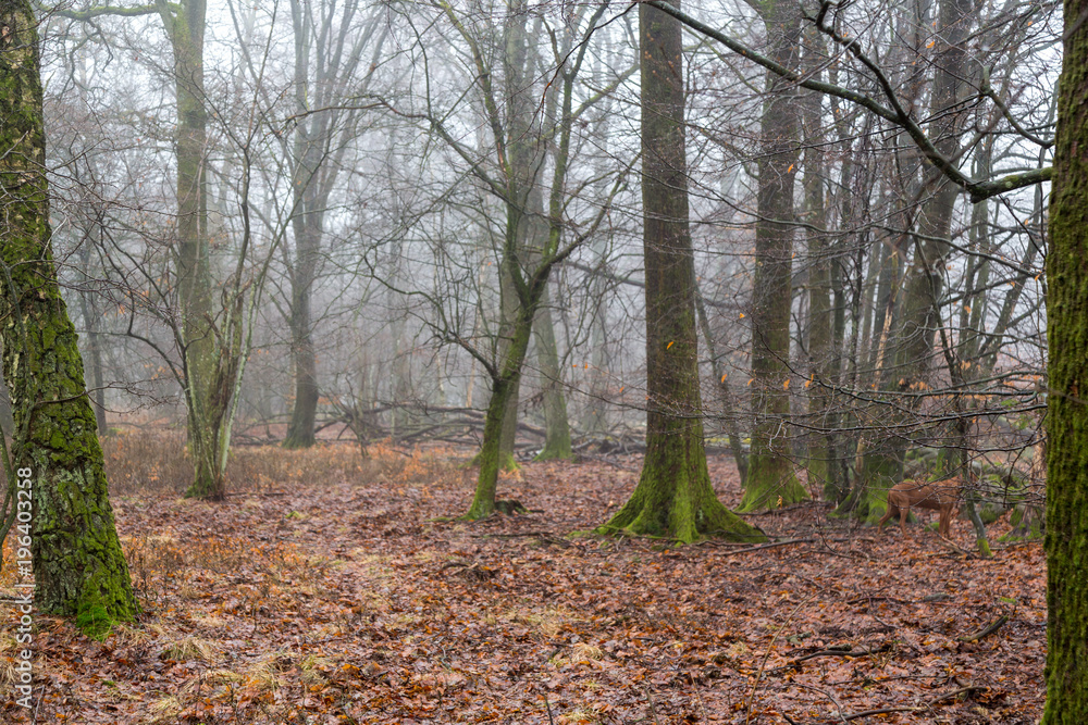 Trädstammar i en bokskog på vintern Trädstammar i en bokskog på vintern