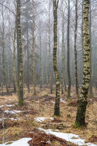 Fototapeta Naklejka Na Ścianę i Meble -  Trädstammar i en björkskog på vintern