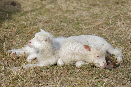Two cute lamb laying in the grass enjoying the sunshine