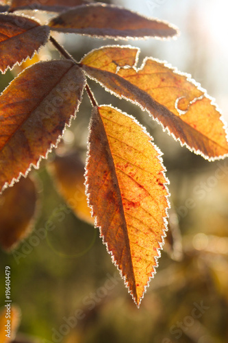 First Frost