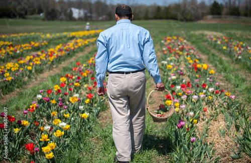Running from Office. Man walking between Rows of colorful tulips in a field with basket with flowers. Spring flower farm picking season.