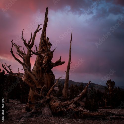 ancient bristlecone pine on White mountain peak in California