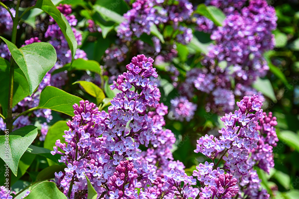 springtime colorful twig of a lilac bush with flowers and leaves springtime colorful twig of a lilac bush with flowers and leaves