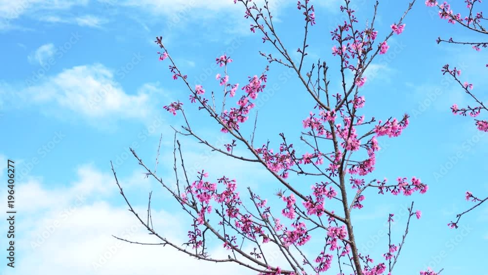 Beautiful cherry blossom sakura (Prunus Cesacoides) in spring time over blue sky. In the last days of winter, the Mai Anh Dao cherry blossoms in Da Lat, Lam Dong province are creating beautiful scene Beautiful cherry blossom sakura (Prunus Cesacoides) in spring time over blue sky. In the last days of winter, the Mai Anh Dao cherry blossoms in Da Lat, Lam Dong province are creating beautiful scene