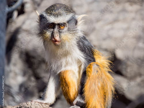 Cute Wolf's Guenon, Cercopithecus wolfi