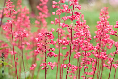 Heuchera (alumroot or coral bells) is a genus of herbaceous perennial plants in the family Saxifragaceae. Shallow DOF photo