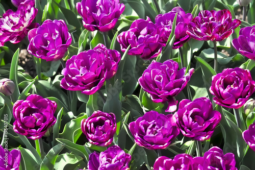 Tulpe Blue Diamond (Tulipa, Liliaceae), Blüten im Frühling, Frühlingsblumen