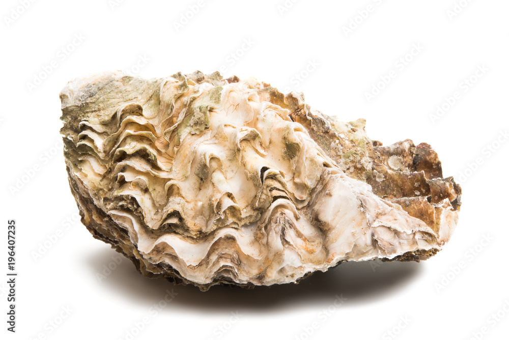 sea oyster isolated sea oyster isolated