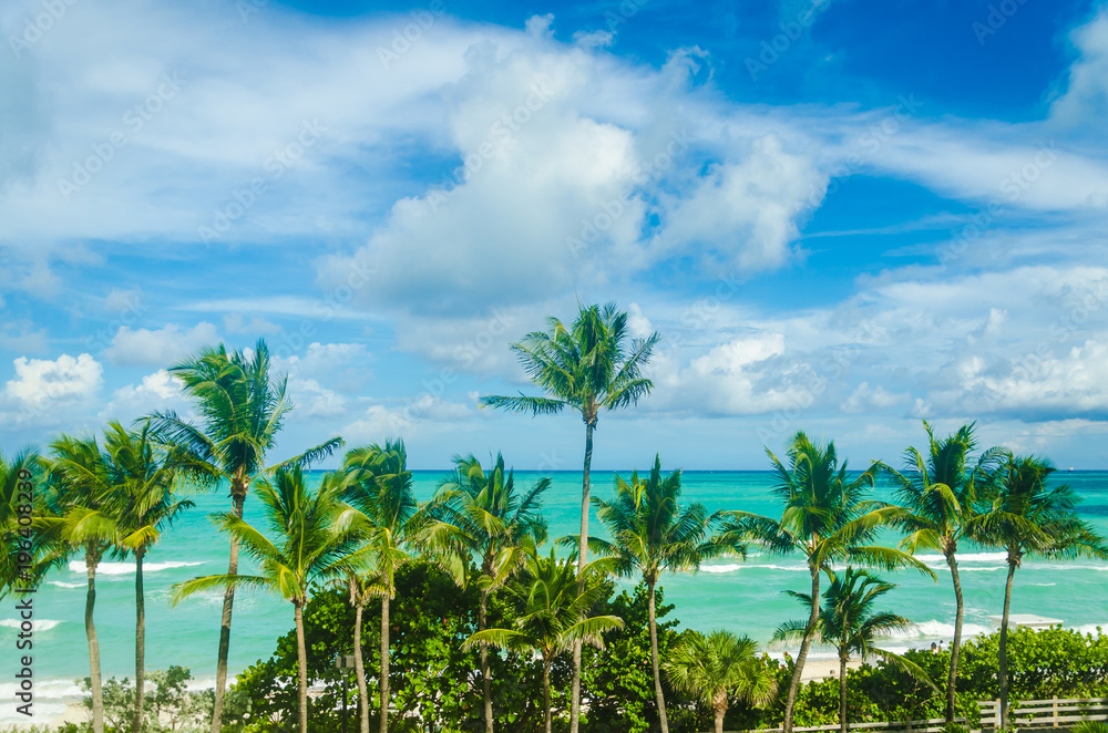 Tropical Miami Beach Palms near the ocean