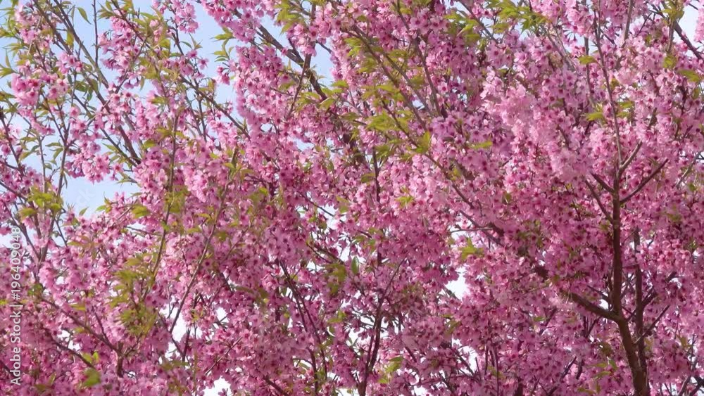 Beautiful cherry blossom sakura (Prunus Cesacoides) in spring time over blue sky. In the last days of winter, the Mai Anh Dao cherry blossoms in Da Lat, Lam Dong province are creating beautiful scene Beautiful cherry blossom sakura (Prunus Cesacoides) in spring time over blue sky. In the last days of winter, the Mai Anh Dao cherry blossoms in Da Lat, Lam Dong province are creating beautiful scene