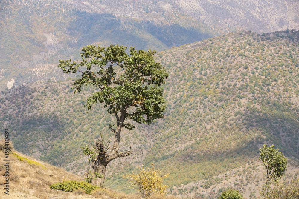 Obraz premium Oak Tree in Roudbarak, Semnan, Iran