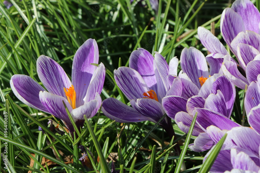 Spring Crocuses, Krokuswiese, Frühling Spring Crocuses, Krokuswiese, Frühling