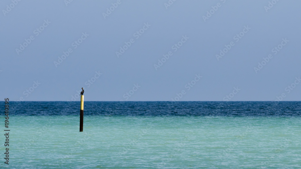 cormorant and a bicolor sea