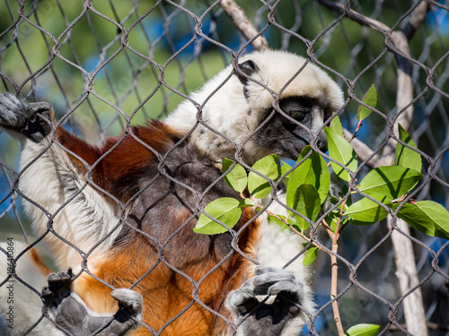 Coquerel's Sifaka, Propithecus coquereli climbing on the fence photo