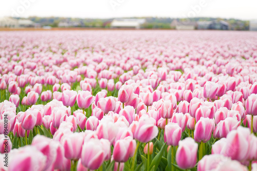 Tulpenfeld Pink, Niederlande