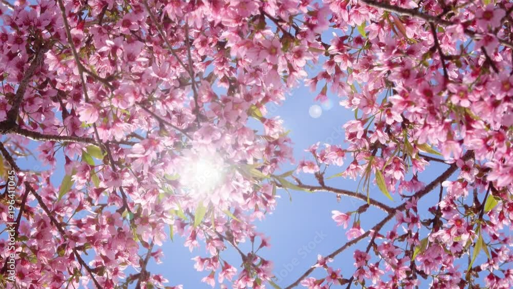 Royalty high quality free stock image of cherry blossom sakura (Prunus Cesacoides, Wild Himalayan Cherry) in spring time. It is symbol flower in DaLat which blooms in the first months welcome spring Royalty high quality free stock image of cherry blossom sakura (Prunus Cesacoides, Wild Himalayan Cherry) in spring time. It is symbol flower in DaLat which blooms in the first months welcome spring