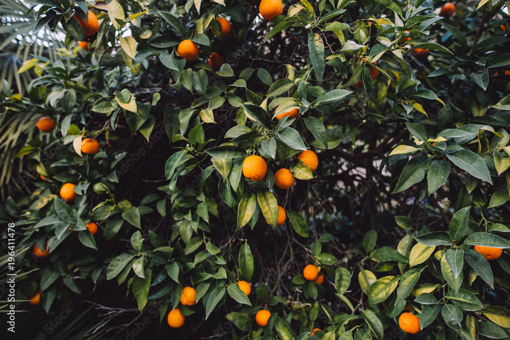 green and beautiful mandarin tree full of vitamins