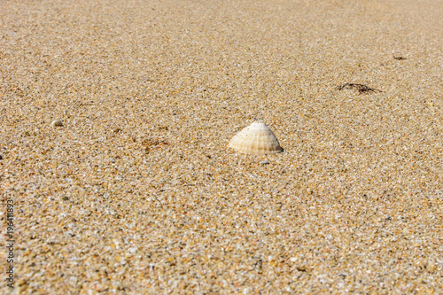 sand and shell