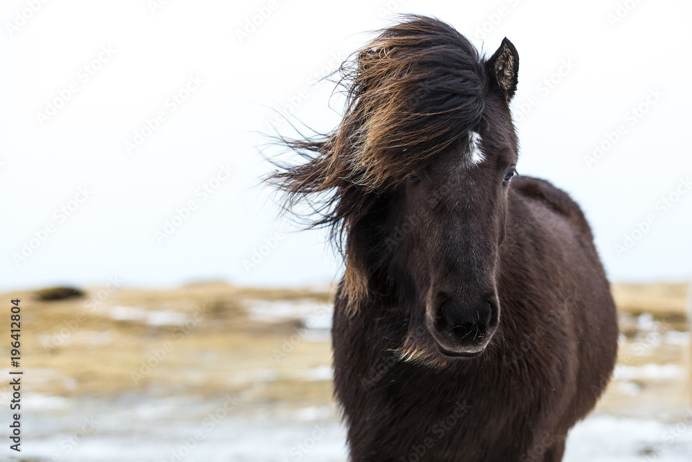 Fototapeta premium freundliches Islandpferd mit Wind in der Mähne