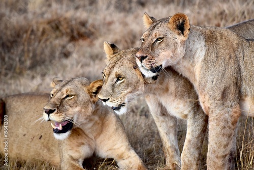 Lions, Tsavo Narional Park, Kenya photo